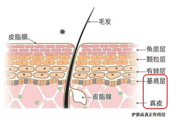 海洋气候和天气的稳定器