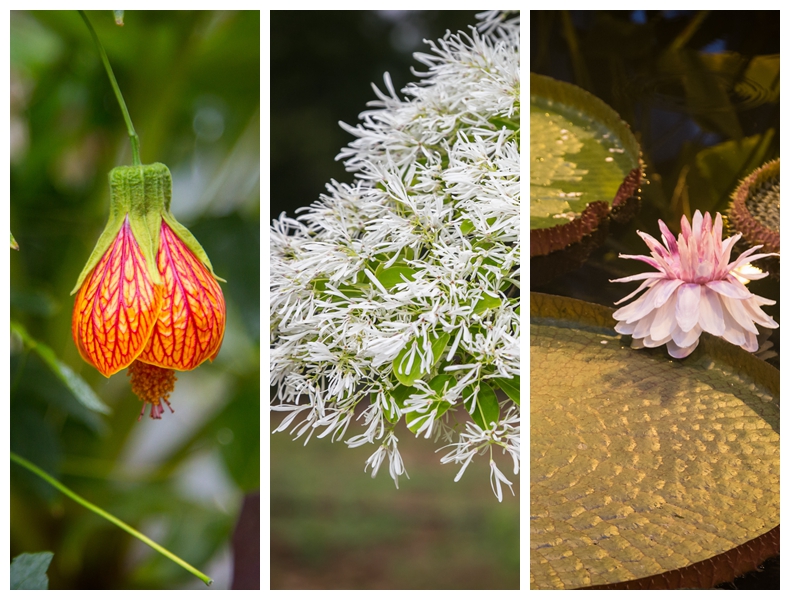 错过了花季？在这里还能看遍五月繁花