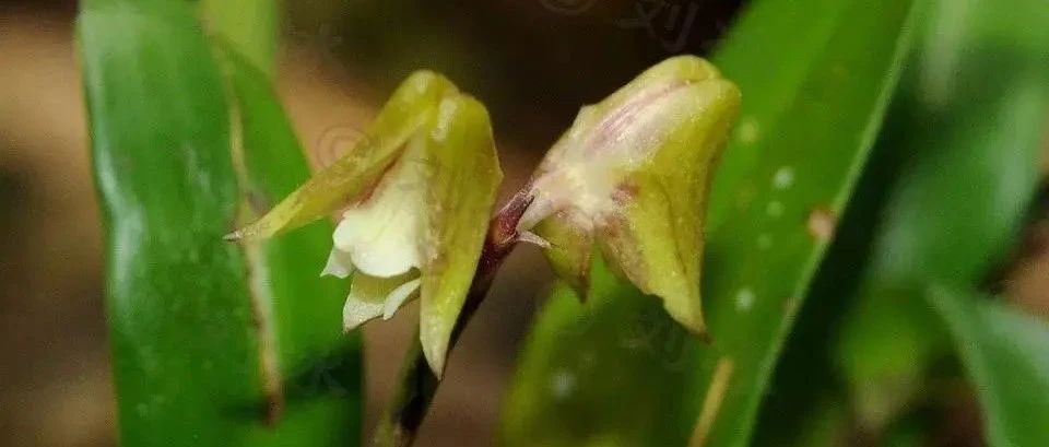 【赏花】东非原生兰花特辑——附生兰篇（一）