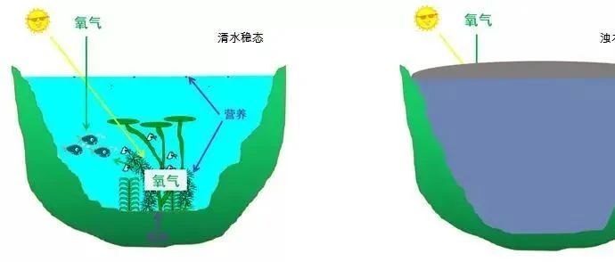 沉水植物如何影响湖泊水体光环境？