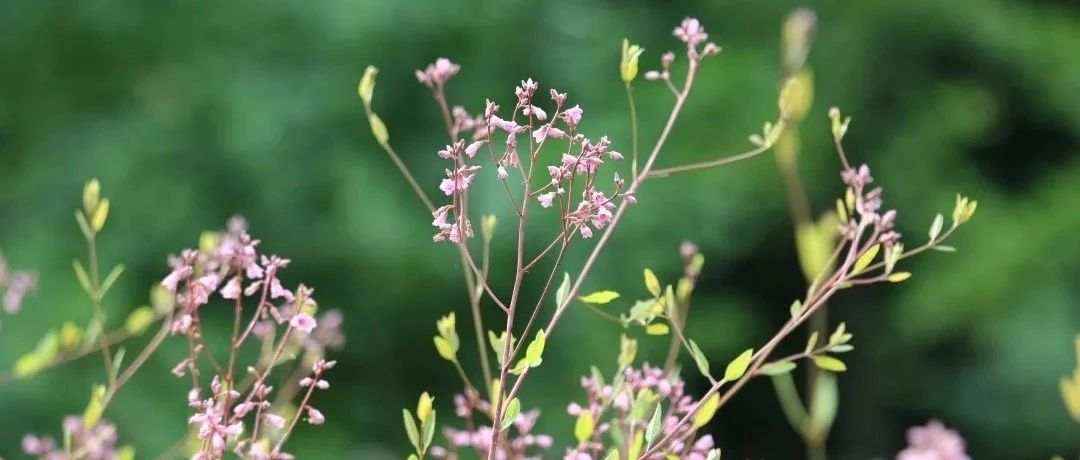 【植物与衣服】罗布麻和菠萝篇