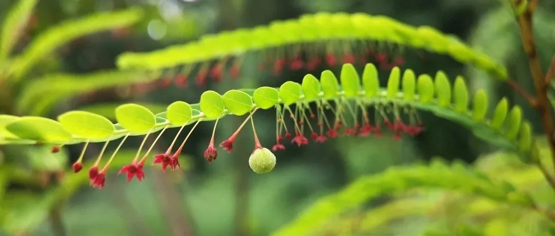 【赏花】六月花讯（二）