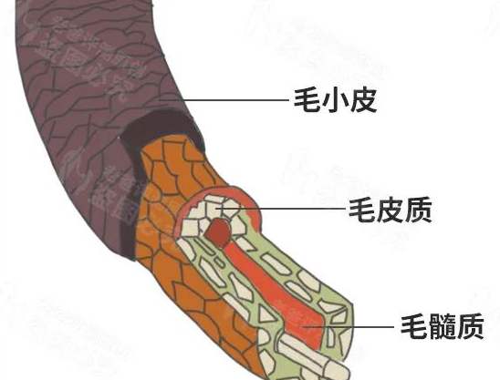 评测了9款护发精油，原来用过精油的头发长这样