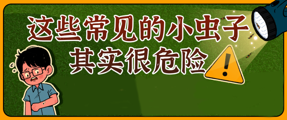 千万别拍打！这种虫子可能会致命！