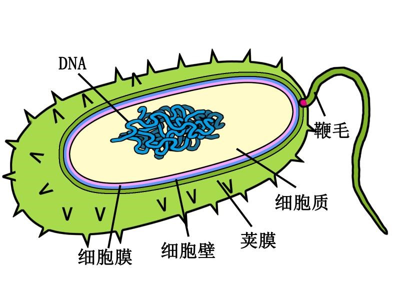 因为细菌的细胞核没有核膜,核仁等,这些遗传物质只能被称为拟核,核质