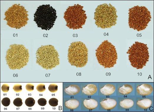 科学普及 | 糜子：抗逆先锋作物、未来智慧食品