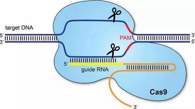 科学普及 | 基因编辑水稻、小麦，咋吃也不胖