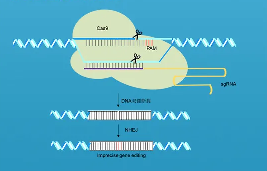 一图了解基因编辑技术