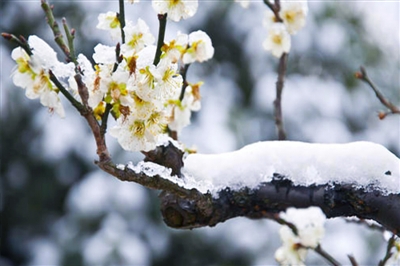 “一枝寒梅” 踏雪来