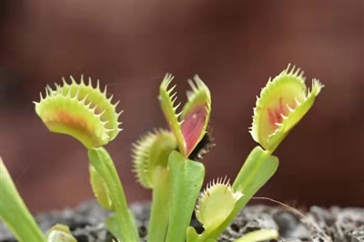 从这里踏上植物世界的奇妙之旅