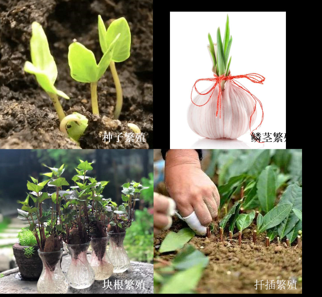 阳台种菜需要具备哪些常识？