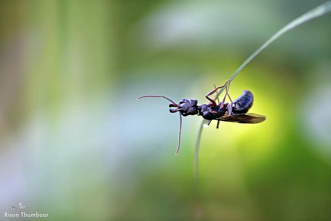 自然科普：你知道吗，有种蚂蚁靠嘴就能瞬时“飞起来”