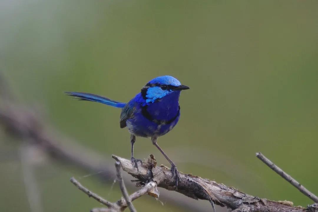 自然科普：这类小蓝鸟，一年四季都邑给异性送花