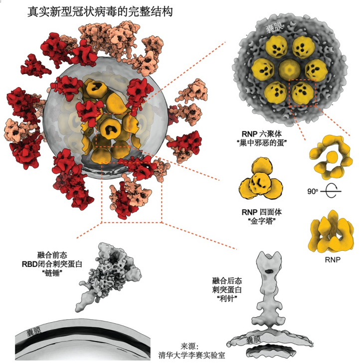 结构生物学的下一个突破：cryo-ET