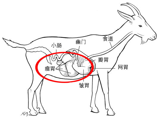 羊的四个胃的图片样子图片