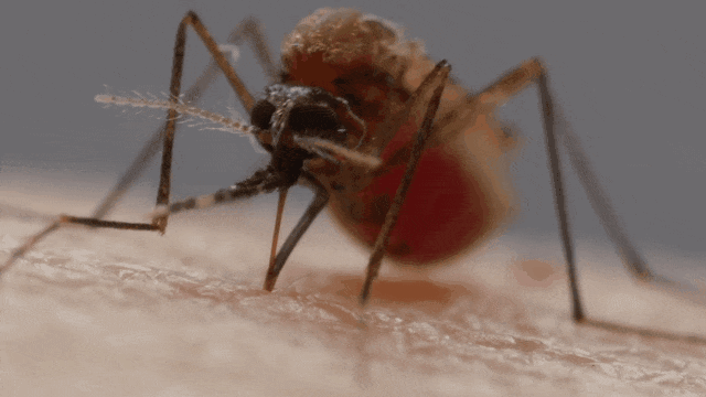 自然科普：蚊子产卵之前，为甚么要尝“水的滋味”？