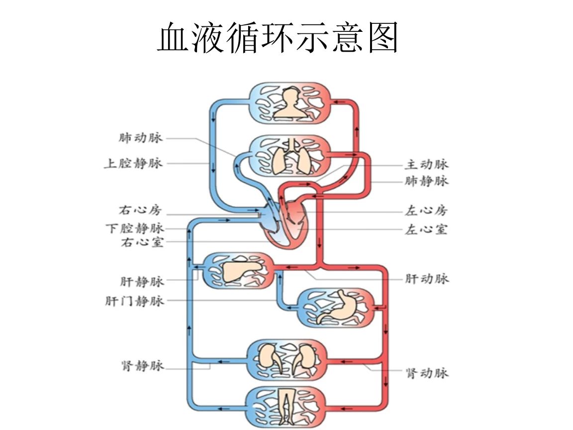 体循环和肺循环的途径图片