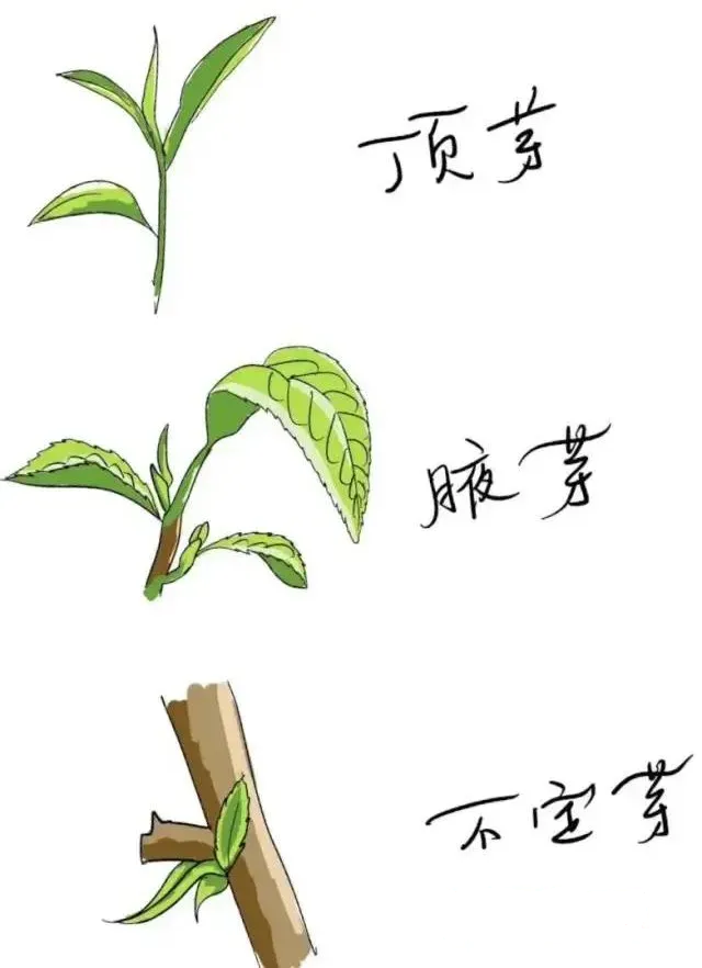 古茶树简笔画图片