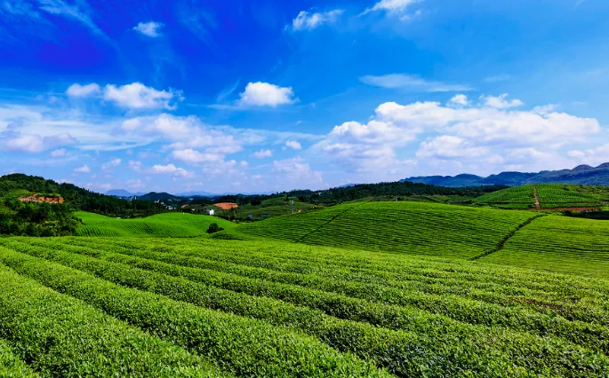 茶科普 | 茶叶中的多糖是什么，有什么功能