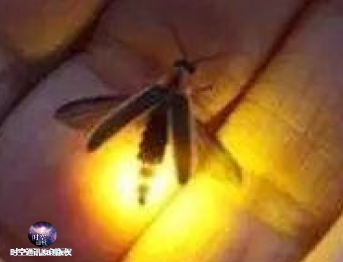 自然科普：萤火虫为啥会发光，也是发射电磁波和光子吗？