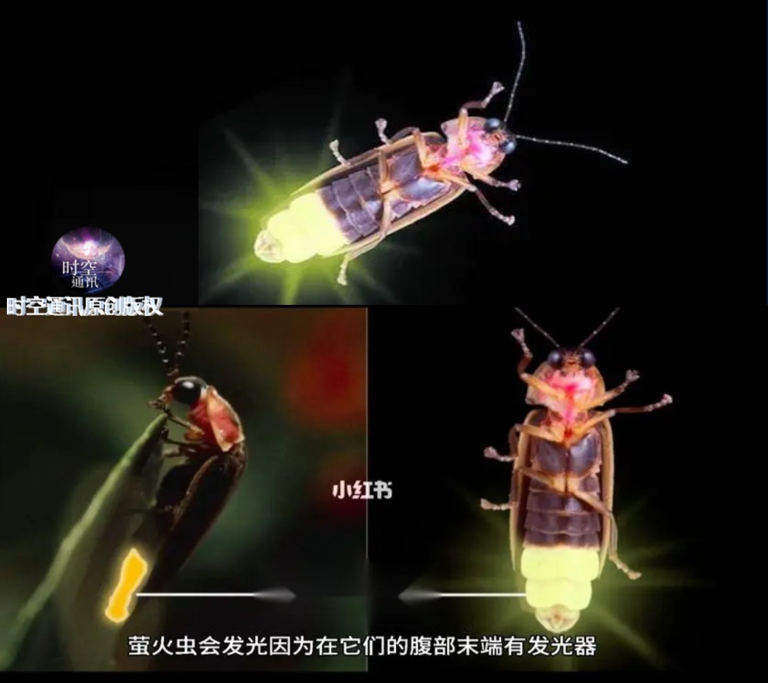 萤火虫为啥会发光也是发射电磁波和光子吗