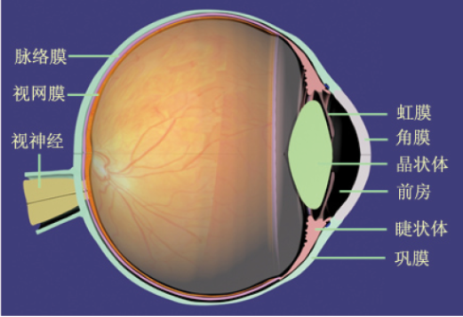家长必备 | 一图告诉孩子眼睛的结构