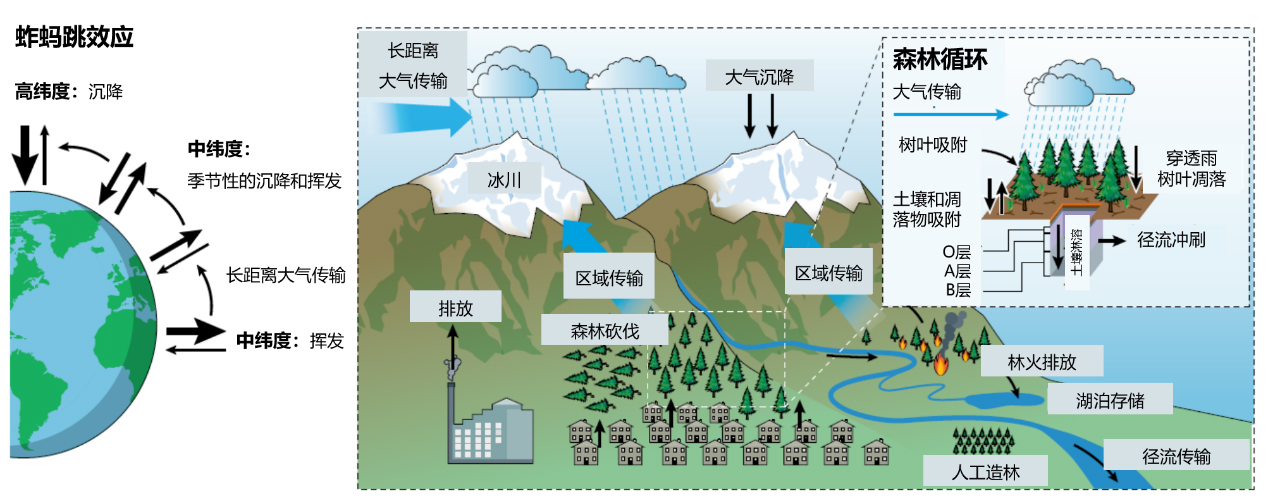 揭示森林在持久性有机污染物全球循环中的作用