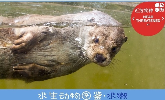 水生动物图鉴·水獭