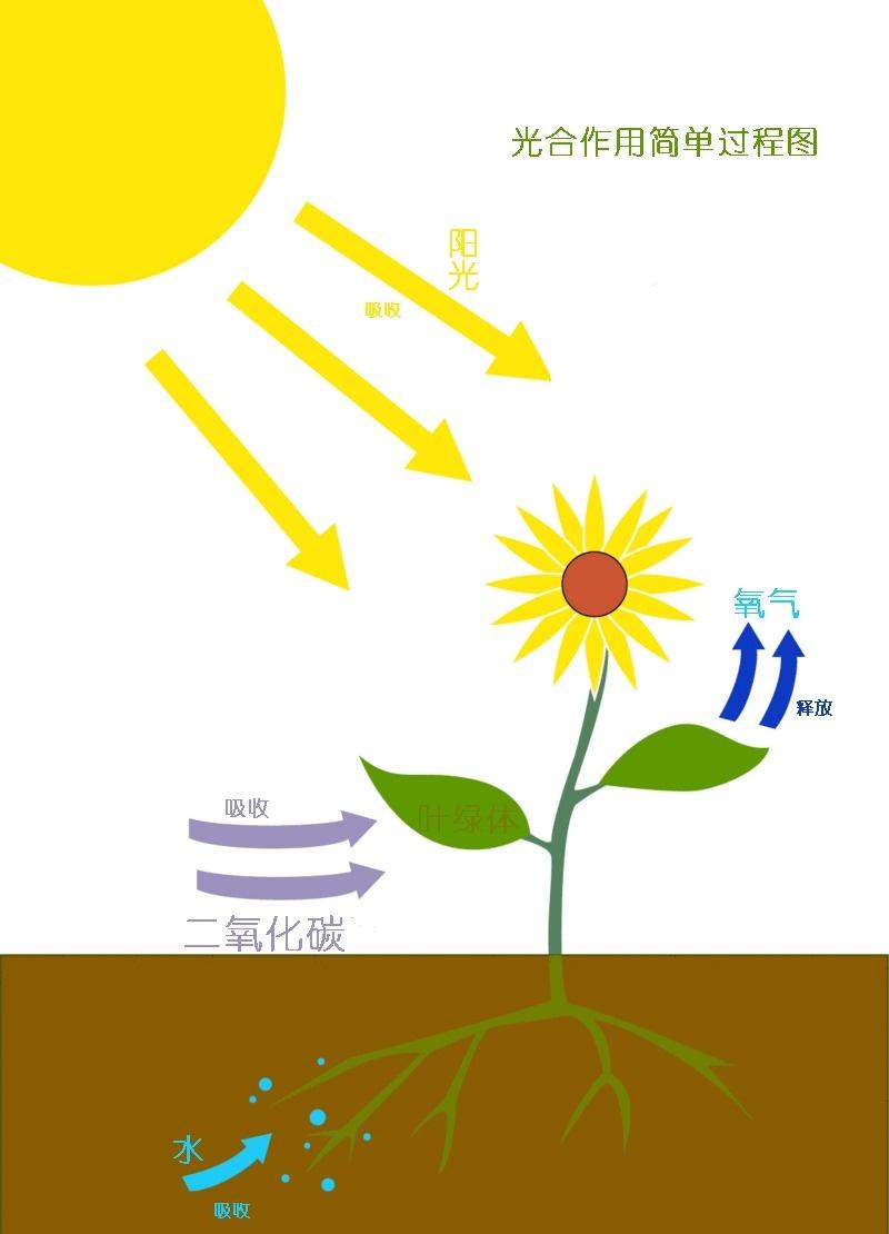 植物的呼吸作用示意图图片