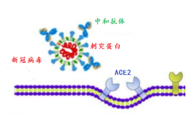 突破性感染频频出现，我们该注射加强针吗？