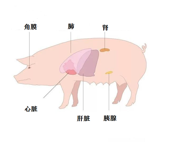 首例猪肾移植人体，迈出异种移植的一大步