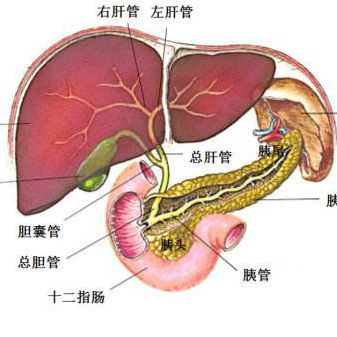 胆和胰腺位置图片图片
